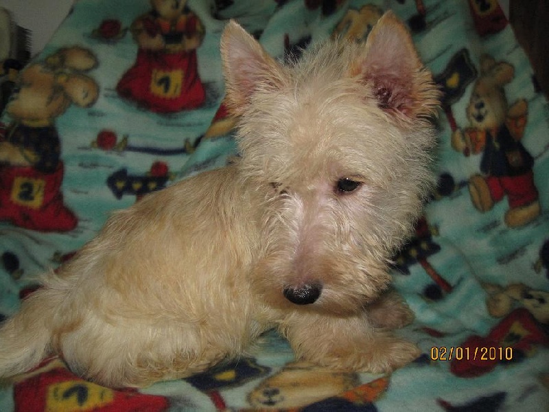 de Roller King - Scottish Terrier - Portée née le 12/10/2009
