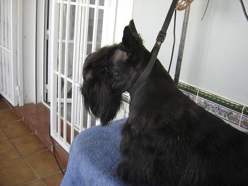 Cisca del clan de la linda
