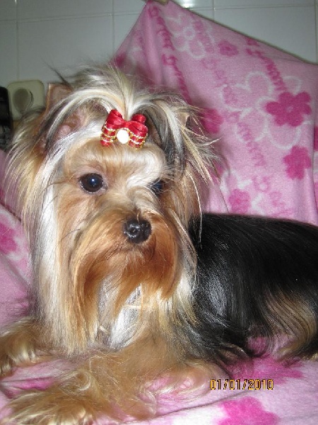 Little kitty de Roller King