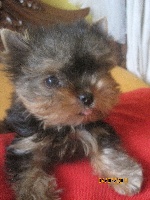 Carlita de Roller King