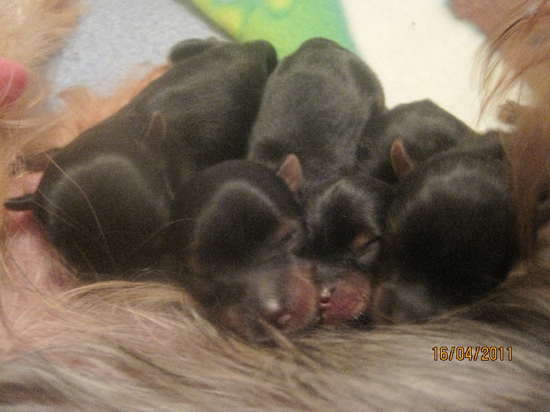 Chiot Yorkshire Terrier de Roller King