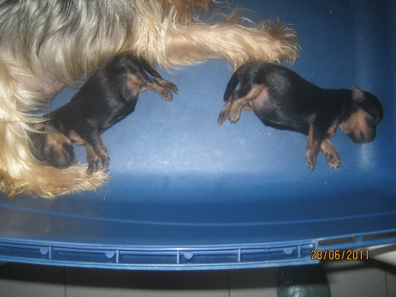 de Roller King - Yorkshire Terrier - Portée née le 22/06/2011